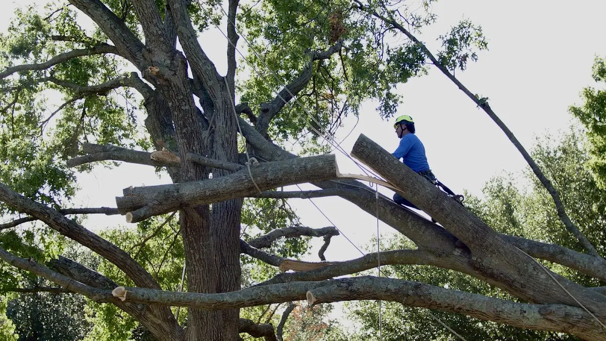 Professional Crown Thinning performed by certified arborists in Taos Ski Valley