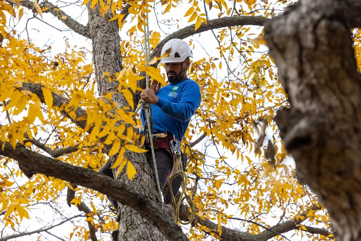 Skilled Tree Pruning crew working in Taos Ski Valley