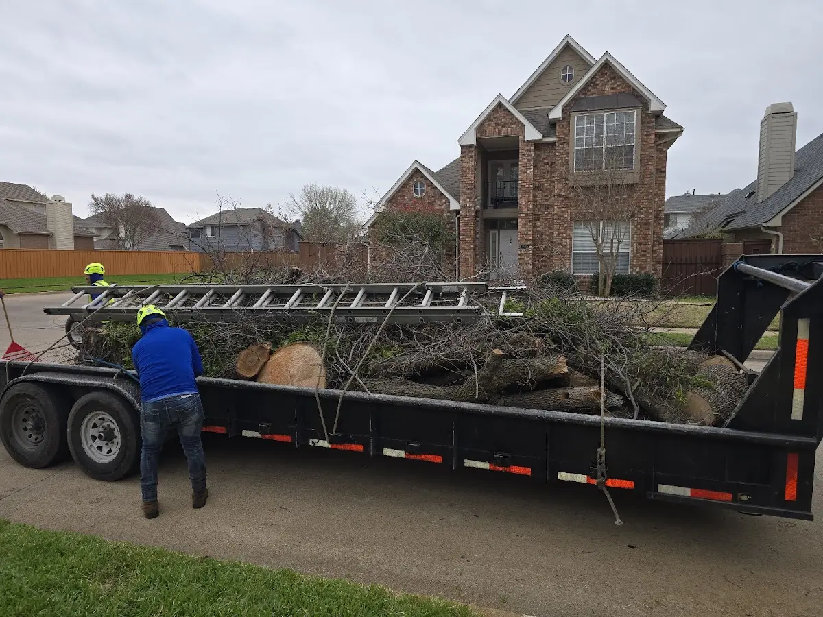Expert Tree Removal with proper safety equipment in Taos Ski Valley